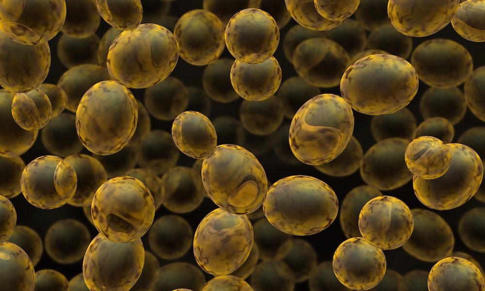 Harvesting baker’s yeast for ageing-related therapeutics