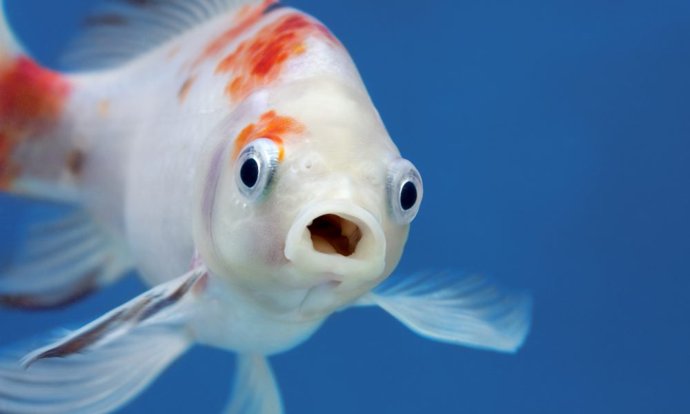 Robotic fish could fight the tide of heart failure