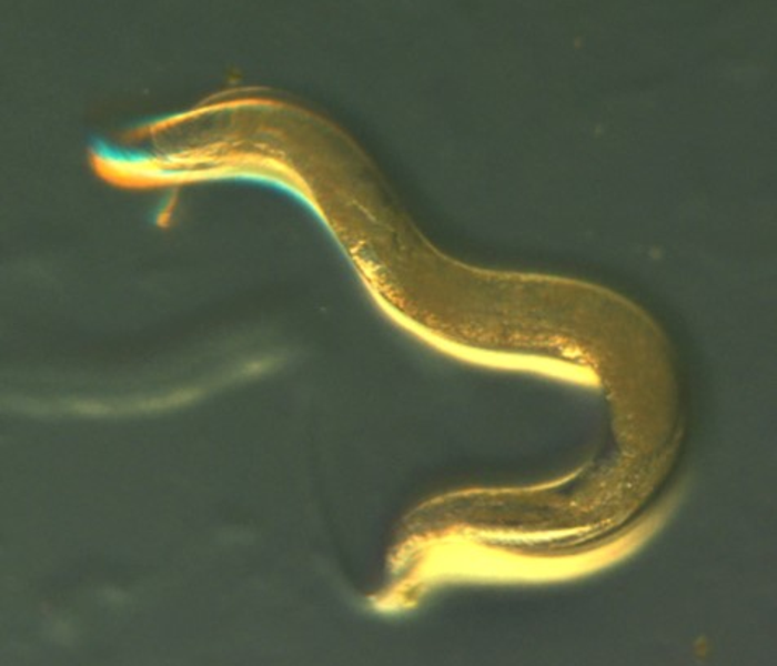 Natural plant extract boosts roundworm lifespan by 40%