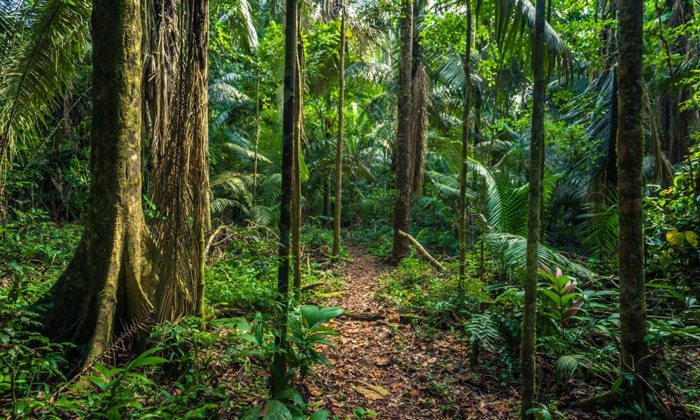 Amazonian tribe’s diet could hold key to preventing dementia