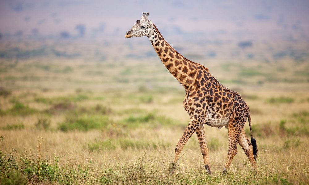 Mutations across animal kingdom shed light on ageing