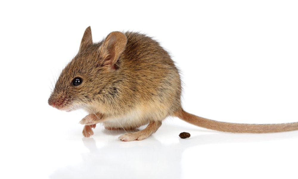 Faecal transplants reverse hallmarks of ageing