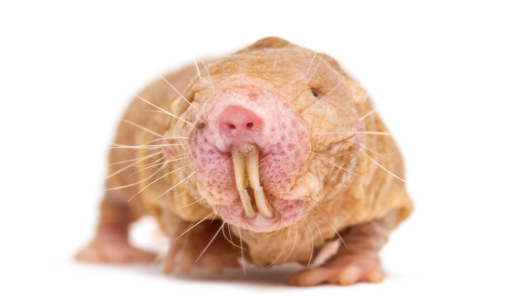 Gene regulation holds clues to a longer lifespan, study finds