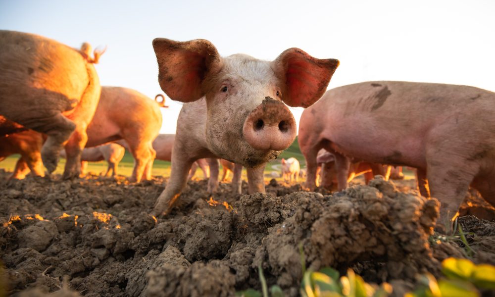 Epigenetic age of old rats halved using plasma from pigs, study finds