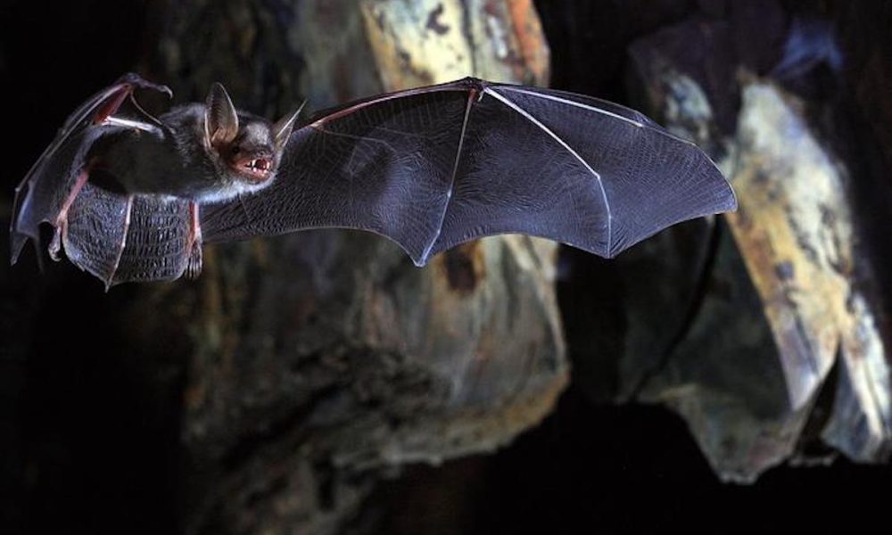 Study wins €12 million ERC grant to unlock secrets of healthy ageing