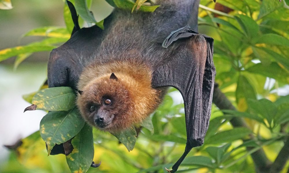 Could bats hold the key to human longevity?