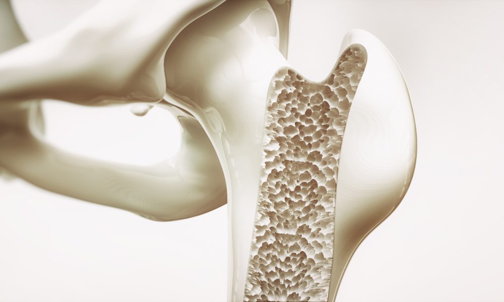 Protein blocking bone development could hold clues for future osteoporosis treatment