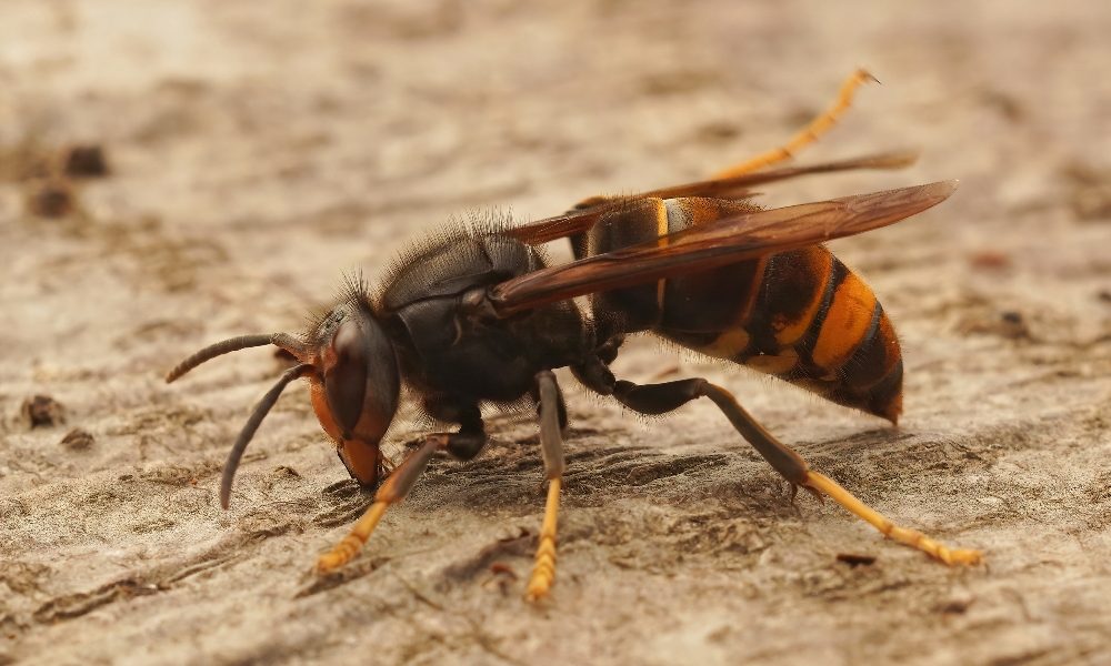 Wasps may hold key to slowing down the ageing process, study suggests