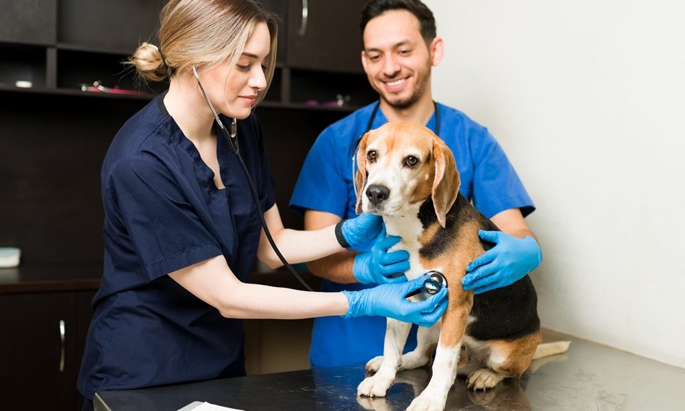 Dogs detect Parkinson’s with high accuracy