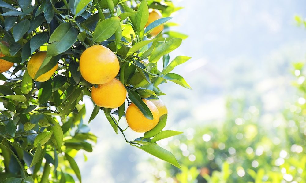 Citrus and grapes may protect against type 2 diabetes