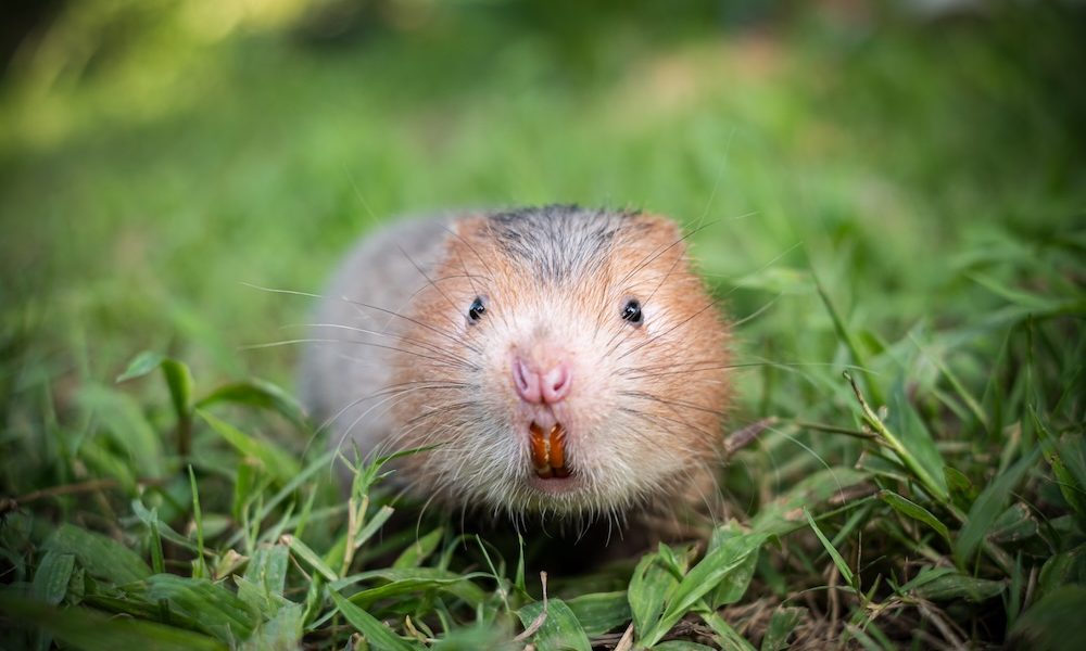 Mole rat gene extends mouse lifespan